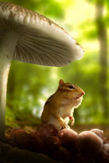 Tiny World