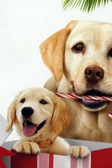The Dog Who Saved the Holidays
