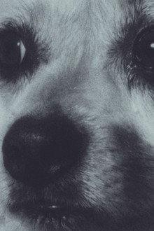 Adeline The Dog!