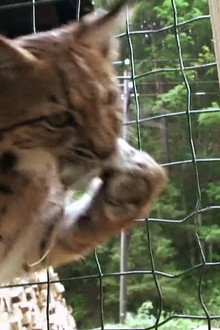 The Lynx Liaison
