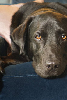 The Secret Life of Our Pets