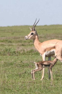 Tanzanie, la nature à l'état sauvage