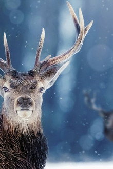 Snow Animals
