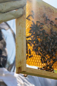 Detroit Hives