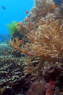 Ocean reefs aquariums (a vitual experience)