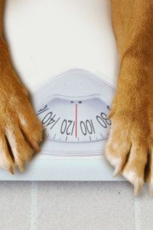 My Big Fat Pet Makeover