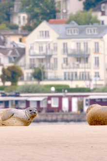 Hamburg Unleashed: Wildlife in the City