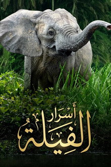 أسرار الفيلة