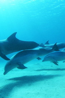 Dolphins in the Deep Blue Ocean