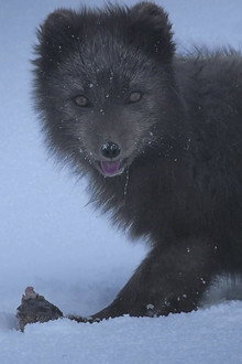 The Arctic Fox: Still Surviving