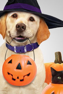The Dog Who Saved Halloween