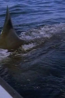 Great White Shark - The Silent Stalker