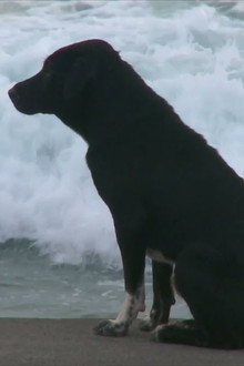 Bali: Island of the Dogs