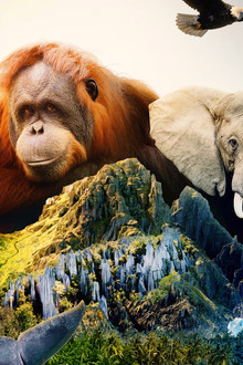 Islands: Nature's Wild Laboratories