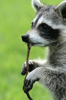 Raccoon: Backyard Bandit