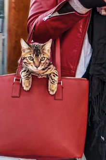 Cat People