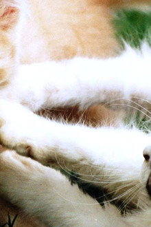 Non-Stop Kittens