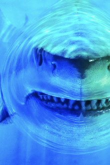 World's Biggest Great White?