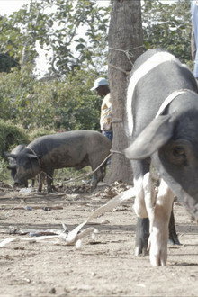 The Creole Pig: Haiti's Great Loss