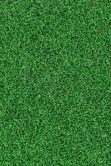 Life on the Green