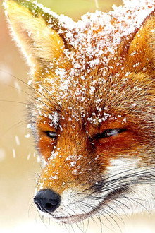 The Wonder of Animals