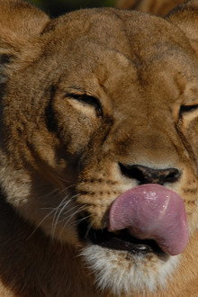 Lioness in Exile