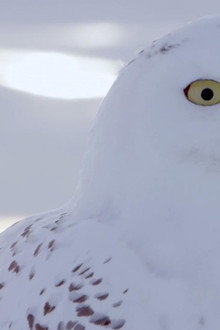 A Winter's Tale: The Journey Of The Snowy Owls