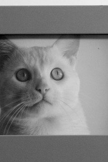 /'gatos/