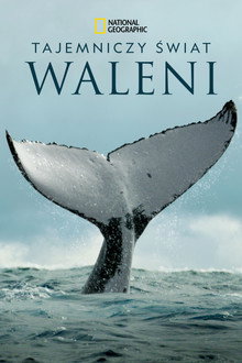 Tajemniczy świat waleni