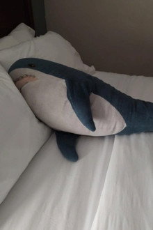Brutus Shark