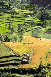 Tropenparadies Bali - Eine Perle Indonesiens