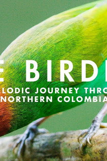 The Birders