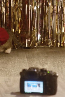 A Very Kitty Cocktail Party