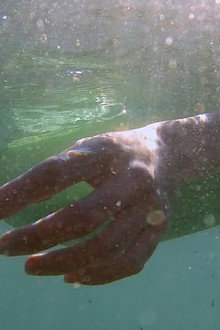 Depredadores sobre el mar