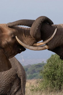 Tusker: Brotherhood of Elephants