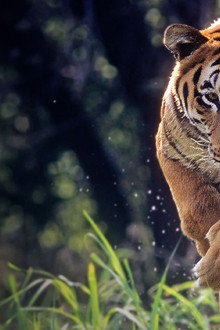 Extreme Animals