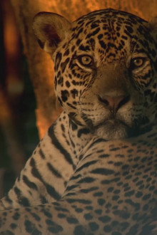 Les jaguars du Pantanal
