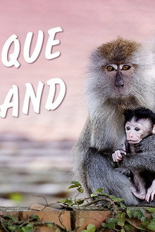 Macaque Island