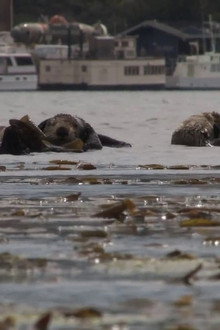 No Otter Zone