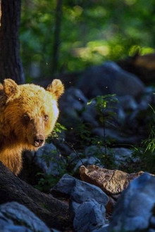 Le retour des ours
