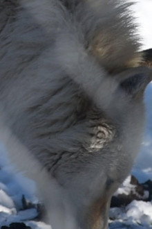 The First Canines