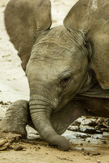 Animal Babies: First Year On Earth