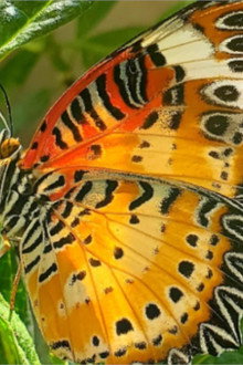 Devenir papillon