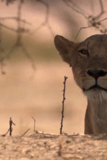 Lion Battle Zone