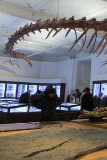 Basilosaurus, la baleine carnivore