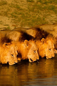 Brothers in Blood: The Lions of Sabi Sand