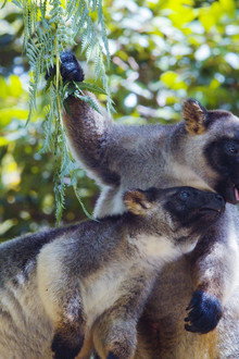Tree Kangaroos: Ghosts of the Forest