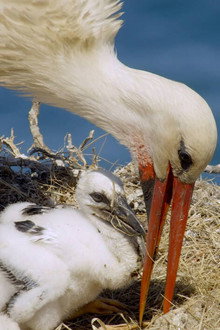 Portugal: Wildnis zwischen Land und Ozean