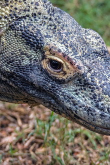 Dragons of Komodo