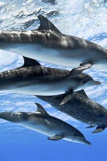 Dolphins: Spy in the Pod